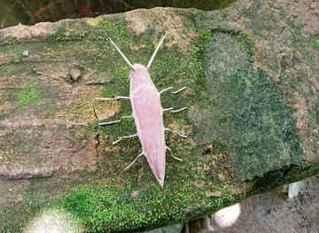 kenya/chyulu-hills-national-park/attraction/kwa-kaindu-amusement-acade