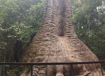 australia/mid-north-coast/attraction/old-bottlebutt-red-bloodwood-tree