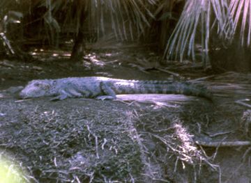 belize/toledo-district/attraction/swasey-bladen-forest-reserve