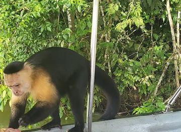 panama/panama-city/attraction/monkey-adventures