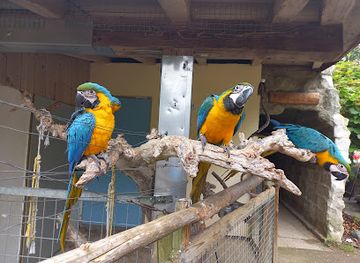 austria/gurktal/attraction/vogelpark-turnersee