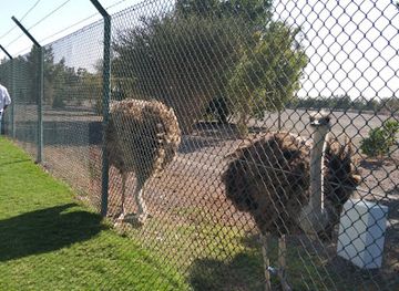 oman/ad-dakhiliyah-governorate/attraction/taymsa-ostrich-farm