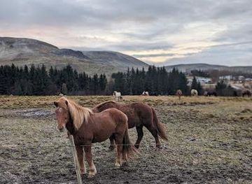 iceland/reykjavik/attraction/laxnes-horse-farm