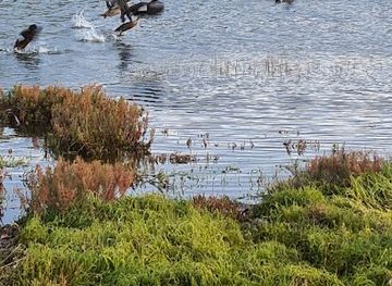 australia/western-district/attraction/fawthrop-lagoon