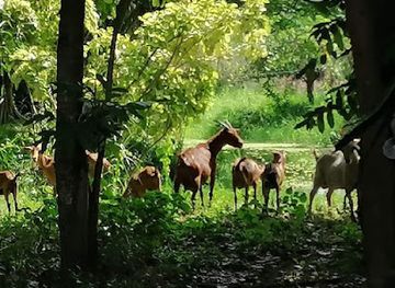 philippines/angeles-city/attraction/tomas-edison-olalia-s-sanctuary