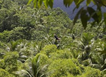 saint-lucia/anse-la-raye/attraction/treetop-adventure-park