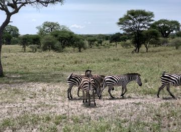 tanzania/lake-manyara-national-park/attraction/entrance-gate-tarangire-national-park
