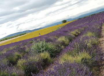 france/provence/attraction/lavender-sunflower-field