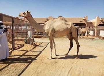 united-arab-emirates/al-ain/attraction/al-ain-camel-market