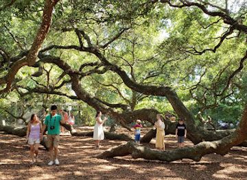 south-carolina/kiawah-island/attraction/angel-oak-park