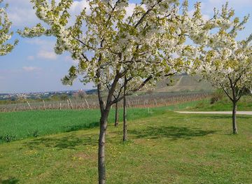 austria/neusiedler-see/attraction/kirschengarten