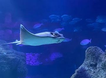 germany/berlin/attraction/sea-life