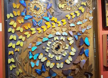 france/saint-tropez/attraction/butterfly-museum
