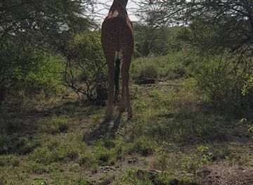 kenya/shaba-national-reserve/attraction/tamarindus-tree