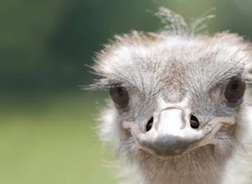 estonia/estonian-islands/attraction/muhu-ostrich-farm