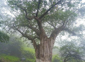 oman/mirbat/attraction/baobab-pool
