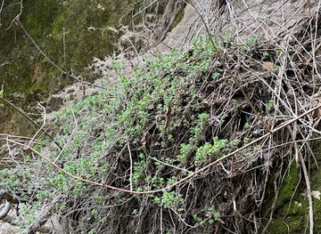 lebanon/bcharre/attraction/masil-alqaaq