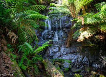 australia/gippsland/attraction/cyathea-falls