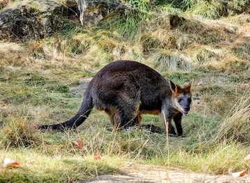 netherlands/drenthe/attraction/walibi-s