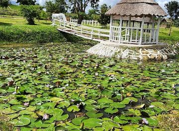 malawi/mzuzu/attraction/vitowe-events-garden