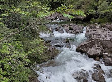 japan/osumi/attraction/yakusugi-museum