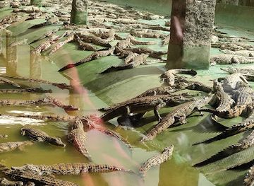 madagascar/atsinanana/attraction/croc-farm-conservatoire-botanique-de-madagascar