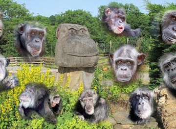 united-kingdom/wales/attraction/wales-ape-monkey-sanctuary