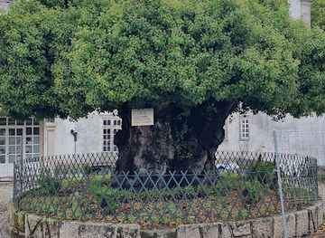portugal/lamego/attraction/oldest-chestnut-tree