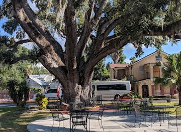 florida/st-augustine/attraction/the-old-senator-tree