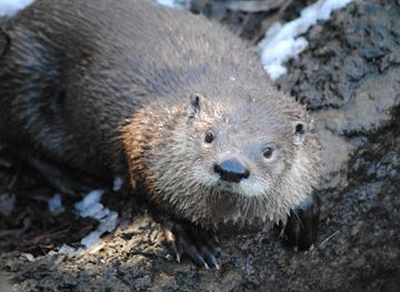 virginia/middle-peninsula/attraction/virginia-living-museum