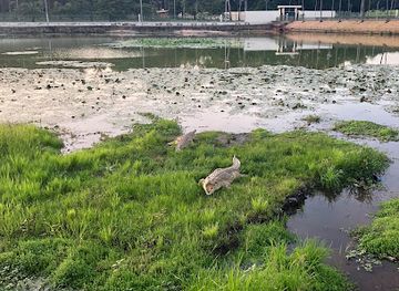 cote-d-ivoire/marahoue-national-park/attraction/crocodile-mooring