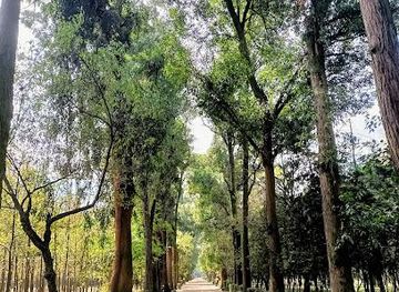 mexico/mixteca/attraction/viveros-de-coyoacan