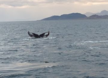 chile/magallanes-and-chilean-antarctica-region/attraction/parque-marino-francisco-coloane