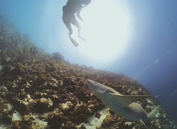 maldives/ukulhas/attraction/jammy-s-shark-garden