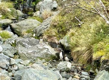 new-zealand/milford-sound/attraction/fiordland-penguin-colony
