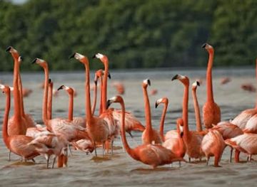 ethiopia/lake-langano/attraction/haroo-cittuu-lake-chitu