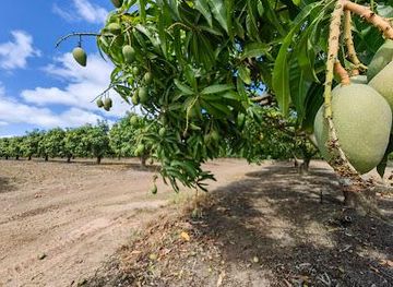 australia/port-douglas/attraction/golden-drop-winery