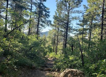 arizona/kaibab-national-forest/attraction/clover-springs-loop-trail