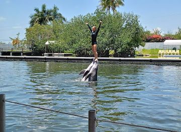 florida/florida-keys/attraction/florida-keys-swim-with-dolphin-tours-and-tickets