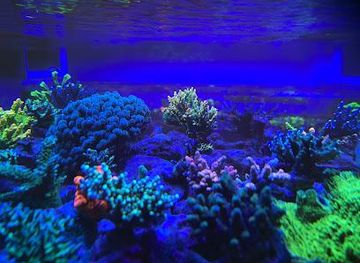 mexico/central-mexico/attraction/reef-school-mexico