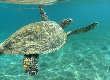 indonesia/gili-islands/attraction/turle-point