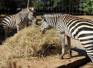 zambia/kafue-national-park/attraction/munda-wanga-botanical-gardens