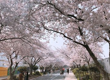 south-korea/jeju-city/attraction/cherry-blossom-street