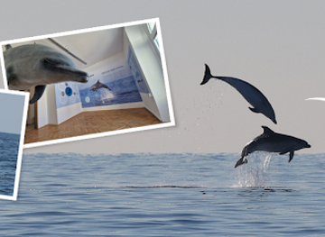 slovenia/portoroz/attraction/morigenos-slovensko-drustvo-za-morske-sesalce