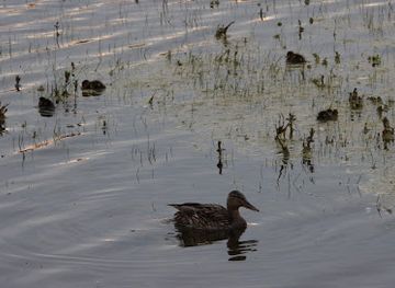 netherlands/egmond-aan-zee/attraction/vogelkijkhut