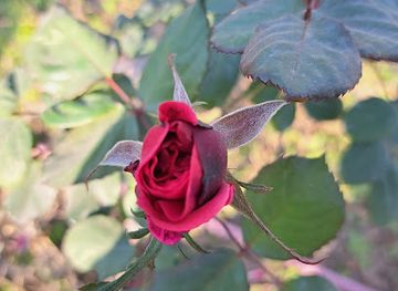 iraq/kirkuk/attraction/moon-light-kirkuk-park