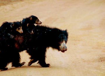 sri-lanka/colombo-district/attraction/ceylon-luxury-holidays