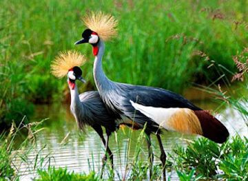 kenya/elgeyo-escarpment/attraction/birdwatching-kenya