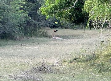 sri-lanka/arugam-bay/attraction/kumana-safari-ranger-adventure