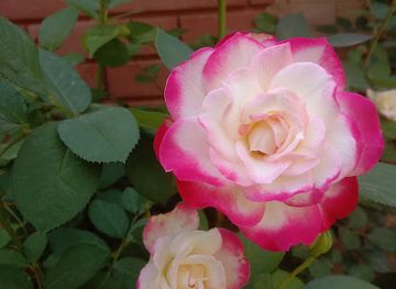 pakistan/sialkot/attraction/cb-quaid-e-azam-park-and-garden